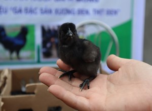 Cung cấp gà giống H’Mông cùng thức ăn và vaxcin cho cơ sở chăn nuôi